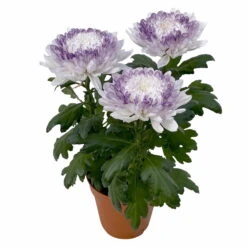 Chrysantheme 'Zembla Make-Upz® Heart Mix, Farben Zufällig, Topf-Ø 13 Cm, 3er-Set -Die grüne Ecke 0690140088 Chrysanthemum Zembla T13 Next White Make Upz HeartMix lila 3er Set 4 .JPG 115269