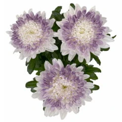 Chrysantheme 'Zembla Make-Upz® Heart Mix, Farben Zufällig, Topf-Ø 13 Cm, 3er-Set -Die grüne Ecke 0690140088 Chrysanthemum Zembla T13 Next White Make Upz HeartMix lila 3er Set 5 .JPG 115270