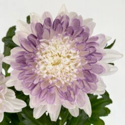 Chrysantheme 'Zembla Make-Upz® Heart Mix, Farben Zufällig, Topf-Ø 13 Cm, 3er-Set -Die grüne Ecke 0690140088 Chrysanthemum Zembla T13 Next White Make Upz HeartMix lila 3er Set 6 .JPG 115105