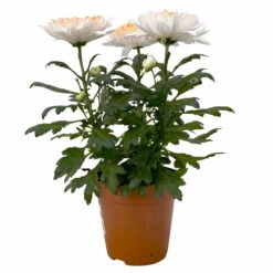 Chrysantheme 'Zembla Make-Upz® Heart Mix, Farben Zufällig, Topf-Ø 13 Cm, 3er-Set -Die grüne Ecke 0690140088 Chrysanthemum Zembla T13 Next White Make Upz HeartMix orange 3er Set 1 .JPG 115271