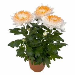 Chrysantheme 'Zembla Make-Upz® Heart Mix, Farben Zufällig, Topf-Ø 13 Cm, 3er-Set -Die grüne Ecke 0690140088 Chrysanthemum Zembla T13 Next White Make Upz HeartMix orange 3er Set 3 .JPG 115272