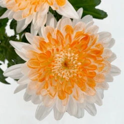 Chrysantheme 'Zembla Make-Upz® Heart Mix, Farben Zufällig, Topf-Ø 13 Cm, 3er-Set -Die grüne Ecke 0690140088 Chrysanthemum Zembla T13 Next White Make Upz HeartMix orange 3er Set 4 .JPG 115106