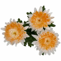 Chrysantheme 'Zembla Make-Upz® Heart Mix, Farben Zufällig, Topf-Ø 13 Cm, 3er-Set -Die grüne Ecke 0690140088 Chrysanthemum Zembla T13 Next White Make Upz HeartMix orange 3er Set 5 .JPG 115273