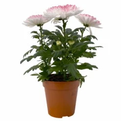 Chrysantheme 'Zembla Make-Upz® Heart Mix, Farben Zufällig, Topf-Ø 13 Cm, 3er-Set -Die grüne Ecke 0690140088 Chrysanthemum Zembla T13 Next White Make Upz HeartMix rosa 3er Set 1 .JPG 115274