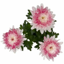 Chrysantheme 'Zembla Make-Upz® Heart Mix, Farben Zufällig, Topf-Ø 13 Cm, 3er-Set -Die grüne Ecke 0690140088 Chrysanthemum Zembla T13 Next White Make Upz HeartMix rosa 3er Set 5 .JPG 115276