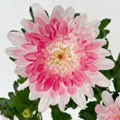 Chrysantheme 'Zembla Make-Upz® Heart Mix, Farben Zufällig, Topf-Ø 13 Cm, 3er-Set -Die grüne Ecke 0690140088 Chrysanthemum Zembla T13 Next White Make Upz HeartMix rosa 3er Set 7 .JPG 115107