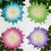 Chrysantheme 'Zembla Make-Upz® Uno Mix, Farben Zufällig, Topf-Ø 13 Cm, 3er-Set -Die grüne Ecke 0690140089 Chrysanthemum Zembla T13 Next White Make Upz UnoMix 3er Set 7 .JPG 115108
