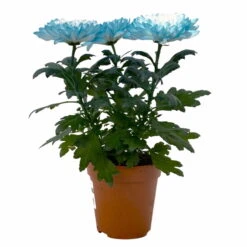 Chrysantheme 'Zembla Make-Upz® Uno Mix, Farben Zufällig, Topf-Ø 13 Cm, 3er-Set -Die grüne Ecke 0690140089 Chrysanthemum Zembla T13 Next White Make Upz UnoMix blau 3er Set 2 115277