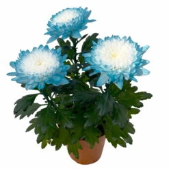 Chrysantheme 'Zembla Make-Upz® Uno Mix, Farben Zufällig, Topf-Ø 13 Cm, 3er-Set -Die grüne Ecke 0690140089 Chrysanthemum Zembla T13 Next White Make Upz UnoMix blau 3er Set 4 115278