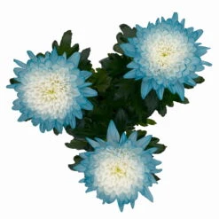 Chrysantheme 'Zembla Make-Upz® Uno Mix, Farben Zufällig, Topf-Ø 13 Cm, 3er-Set -Die grüne Ecke 0690140089 Chrysanthemum Zembla T13 Next White Make Upz UnoMix blau 3er Set 5 115279