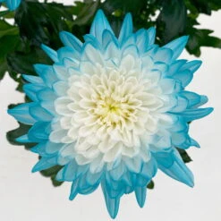 Chrysantheme 'Zembla Make-Upz® Uno Mix, Farben Zufällig, Topf-Ø 13 Cm, 3er-Set -Die grüne Ecke 0690140089 Chrysanthemum Zembla T13 Next White Make Upz UnoMix blau 3er Set 6 115109