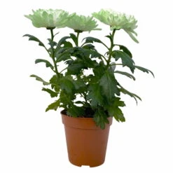 Chrysantheme 'Zembla Make-Upz® Uno Mix, Farben Zufällig, Topf-Ø 13 Cm, 3er-Set -Die grüne Ecke 0690140089 Chrysanthemum Zembla T13 Next White Make Upz UnoMix gruen 3er Set 1 115280