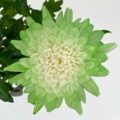 Chrysantheme 'Zembla Make-Upz® Uno Mix, Farben Zufällig, Topf-Ø 13 Cm, 3er-Set -Die grüne Ecke 0690140089 Chrysanthemum Zembla T13 Next White Make Upz UnoMix gruen 3er Set 7 .JPG 115110