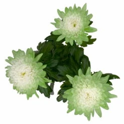 Chrysantheme 'Zembla Make-Upz® Uno Mix, Farben Zufällig, Topf-Ø 13 Cm, 3er-Set -Die grüne Ecke 0690140089 Chrysanthemum Zembla T13 Next White Make Upz UnoMix gruen 3er Set 7 115282