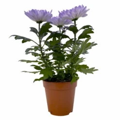 Chrysantheme 'Zembla Make-Upz® Uno Mix, Farben Zufällig, Topf-Ø 13 Cm, 3er-Set -Die grüne Ecke 0690140089 Chrysanthemum Zembla T13 Next White Make Upz UnoMix lila 3er Set 1 115283