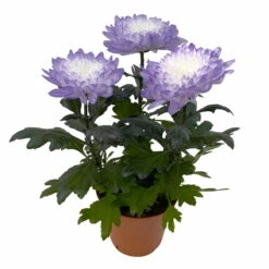 Chrysantheme 'Zembla Make-Upz® Uno Mix, Farben Zufällig, Topf-Ø 13 Cm, 3er-Set -Die grüne Ecke 0690140089 Chrysanthemum Zembla T13 Next White Make Upz UnoMix lila 3er Set 4 115284