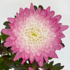 Chrysantheme 'Zembla Make-Upz® Uno Mix, Farben Zufällig, Topf-Ø 13 Cm, 3er-Set -Die grüne Ecke 0690140089 Chrysanthemum Zembla T13 Next White Make Upz UnoMix pink 3er Set 5 .JPG 115112