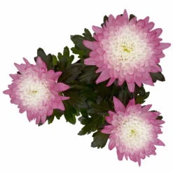 Chrysantheme 'Zembla Make-Upz® Uno Mix, Farben Zufällig, Topf-Ø 13 Cm, 3er-Set -Die grüne Ecke 0690140089 Chrysanthemum Zembla T13 Next White Make Upz UnoMix pink 3er Set 6 115288
