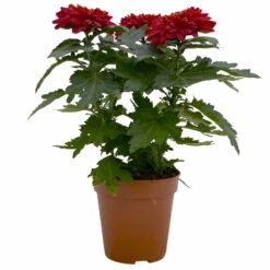 Chrysantheme 'Zembla Next Red' Rot, Großblumig, Topf-Ø 13 Cm, 3er-Set -Die grüne Ecke 0690140092 0690140093 Chrysanthemum Zembla T13 rot Next Red 1 115289