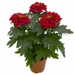 Chrysantheme 'Zembla Next Red' Rot, Großblumig, Topf-Ø 13 Cm, 3er-Set -Die grüne Ecke 0690140092 0690140093 Chrysanthemum Zembla T13 rot Next Red 3 115290