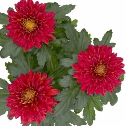 Chrysantheme 'Zembla Next Red' Rot, Großblumig, Topf-Ø 13 Cm, 3er-Set -Die grüne Ecke 0690140092 0690140093 Chrysanthemum Zembla T13 rot Next Red 4 115291