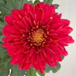 Chrysantheme 'Zembla Next Red' Rot, Großblumig, Topf-Ø 13 Cm, 3er-Set -Die grüne Ecke 0690140092 0690140093 Chrysanthemum Zembla T13 rot Next Red 6 115113