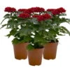 Chrysantheme 'Zembla Next Red' Rot, Großblumig, Topf-Ø 13 Cm, 3er-Set