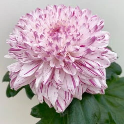 Chrysantheme 'Chrysanne® Zembla Next Art' Gespr. Großbl. Topf-Ø 13cm 3er-Set -Die grüne Ecke 0690140096 0690140097 Chrysanthemum Zembla T13 gesprenkelt Next Art 2 115122 1