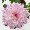 Chrysantheme 'Chrysanne® Zembla Next Art' Gespr., Großbl., Topf-Ø 13 Cm, 6er-Set -Die grüne Ecke 0690140096 0690140097 Chrysanthemum Zembla T13 gesprenkelt Next Art 3 115121