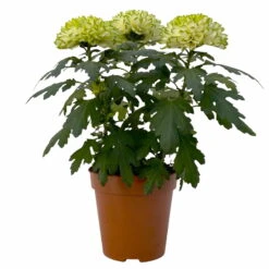 Chrysantheme 'Chrysanne® Zembla Next Lime' Grün-weiß Großbl. Topf-Ø 13cm 3er-Set -Die grüne Ecke 0690140098 0690140099 Chrysanthemum Zembla T13 limone Next Lime 1 115292