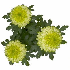 Chrysantheme 'Chrysanne® Zembla Next Lime' Grün-weiß Großbl. Topf-Ø 13cm 3er-Set -Die grüne Ecke 0690140098 0690140099 Chrysanthemum Zembla T13 limone Next Lime 5 115294