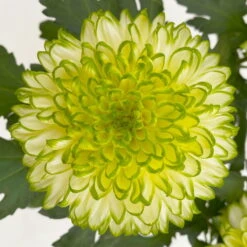 Chrysantheme 'Chrysanne® Zembla Next Lime' Grün-weiß Großbl. Topf-Ø 13cm 3er-Set -Die grüne Ecke 0690140098 0690140099 Chrysanthemum Zembla T13 limone Next Lime 6 115115