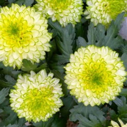 Chrysantheme 'Chrysanne® Zembla Next Lime' Grün-weiß Großbl. Topf-Ø 13cm 3er-Set -Die grüne Ecke 0690140098 0690140099 Chrysanthemum Zembla T13 limone Next Lime 9 115114