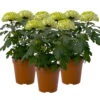 Chrysantheme 'Chrysanne® Zembla Next Lime' Grün-weiß Großbl. Topf-Ø 13cm 3er-Set -Die grüne Ecke 0690140098 Chrysanthemum Zembla T13 limone Next Lime 3er Set 115307