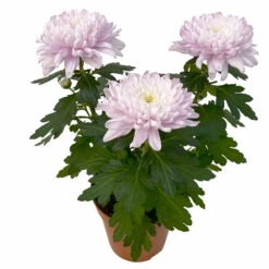 Chrysantheme 'Chrysanne® Zembla Next Pink' Rosa, Großbl., Topf-Ø 13cm, 6er-Set -Die grüne Ecke 0690140100 0690140101 Chrysanthemum Zembla T13 rosa Next Pink 4 115296
