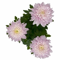 Chrysantheme 'Chrysanne® Zembla Next Pink' Rosa, Großbl., Topf-Ø 13cm, 6er-Set -Die grüne Ecke 0690140100 0690140101 Chrysanthemum Zembla T13 rosa Next Pink 5 115297