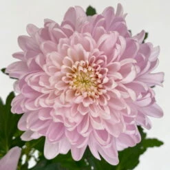 Chrysantheme 'Chrysanne® Zembla Next Pink' Rosa, Großbl., Topf-Ø 13cm, 6er-Set -Die grüne Ecke 0690140100 0690140101 Chrysanthemum Zembla T13 rosa Next Pink 6 115116