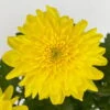 Chrysantheme 'Chrysanne® Zembla Next Yellow' Gelb, Großbl., Topf-Ø 13cm, 6er-Set -Die grüne Ecke 0690140102 Chrysanthemum Zembla T13 gelb Next Yellow 115117