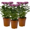 Chrysantheme 'Chrysanne® Zembla Next Purple' Lila, Großbl., Topf-Ø 13cm 3er-Set -Die grüne Ecke 0690140104 Chrysanthemum Zembla T13 lila Next Purple 3er Set 115303