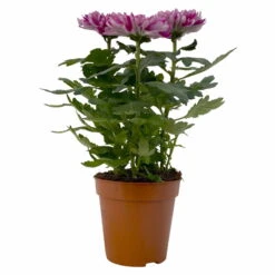Chrysantheme 'Chrysanne® Zembla Next Purple' Lila, Großbl., Topf-Ø 13cm 3er-Set -Die grüne Ecke 0690140104 Chrysanthemum Zembla T13 lila Next Purple 1 115298