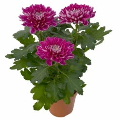 Chrysantheme 'Chrysanne® Zembla Next Purple' Lila, Großbl., Topf-Ø 13cm 3er-Set -Die grüne Ecke 0690140104 Chrysanthemum Zembla T13 lila Next Purple 4 115299