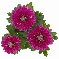 Chrysantheme 'Chrysanne® Zembla Next Purple' Lila, Großbl., Topf-Ø 13cm 3er-Set -Die grüne Ecke 0690140104 Chrysanthemum Zembla T13 lila Next Purple 5 115300