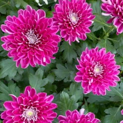 Chrysantheme 'Chrysanne® Zembla Next Purple' Lila, Großbl., Topf-Ø 13cm 3er-Set -Die grüne Ecke 0690140104 Chrysanthemum Zembla T13 lila Next Purple 8 115118