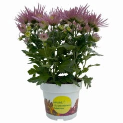 Chrysanthemen Spider Anansi™ Pink, Spinnenblütig, Topf 14 Cm Ø, 4er-Set -Die grüne Ecke 0690150163 Chrysanthemum indicum T14 Spider Anansi Pink 4er Set 1 114106