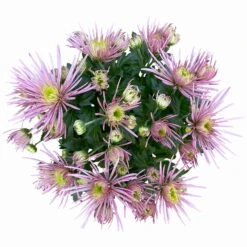 Chrysanthemen Spider Anansi™ Pink, Spinnenblütig, Topf 14 Cm Ø, 4er-Set -Die grüne Ecke 0690150163 Chrysanthemum indicum T14 Spider Anansi Pink 4er Set 3 114107