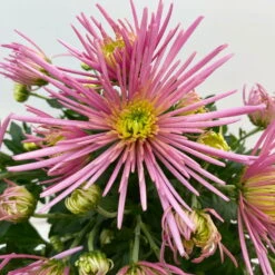 Chrysanthemen Spider Anansi™ Pink, Spinnenblütig, Topf 14 Cm Ø, 4er-Set -Die grüne Ecke 0690150163 Chrysanthemum indicum T14 Spider Anansi Pink 4er Set 4 113985