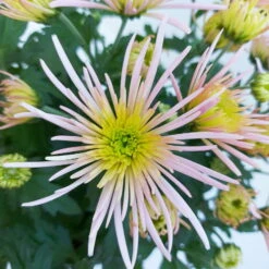 Chrysanthemen Spider Anansi™ Pink, Spinnenblütig, Topf 14 Cm Ø, 4er-Set -Die grüne Ecke 0690150163 KB Chrysanthemum indicum Spider Anansi Pink 4er Set 11 112700