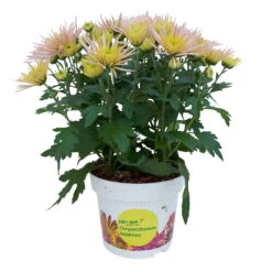 Chrysanthemen Spider Anansi™ Pink, Spinnenblütig, Topf 14 Cm Ø, 4er-Set -Die grüne Ecke 0690150163 KB Chrysanthemum indicum Spider Anansi Pink 4er Set 4 112856