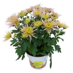 Chrysanthemen Spider Anansi™ Pink, Spinnenblütig, Topf 14 Cm Ø, 4er-Set -Die grüne Ecke 0690150163 KB Chrysanthemum indicum Spider Anansi Pink 4er Set 5 112857