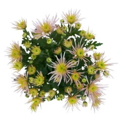 Chrysanthemen Spider Anansi™ Pink, Spinnenblütig, Topf 14 Cm Ø, 4er-Set -Die grüne Ecke 0690150163 KB Chrysanthemum indicum Spider Anansi Pink 4er Set 8 112858